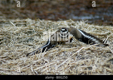 Killdeer Aufmerksamkeit weg von Babys Stockfoto