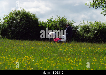 BLICK AUF WILDE BLUMEN AUF EINER WIESE BEI DRAYCOTE WIESEN WARWICKSHIRE ENGLAND UK GRUPPE Stockfoto
