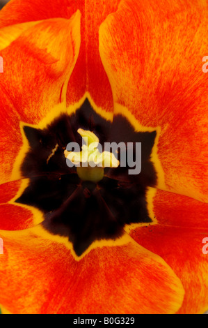 TULIPA APELDOORN S ELITE TULIP ZENTRUM Stockfoto