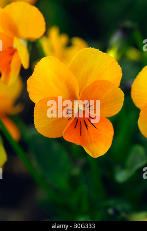 VIOLA WITTROCKIANA JUWEL ORANGE JUWEL SERIE STIEFMÜTTERCHEN Stockfoto