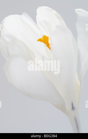 CROCUS VERNUS JEANNE D ARC Stockfoto