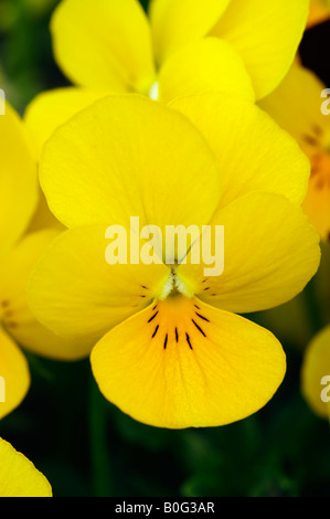 VIOLA WITTROCKIANA JUWEL PRIMROSE JUWEL SERIE STIEFMÜTTERCHEN Stockfoto