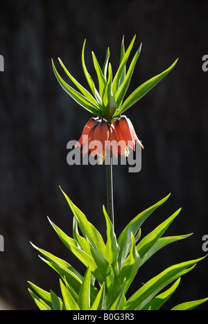 Fritillaria Imperialis. Dieses Frühjahr blühende mehrjährige hat ein scharf Stinktier wie Geruch. Auch bekannt als Krone Imperialis. Stockfoto