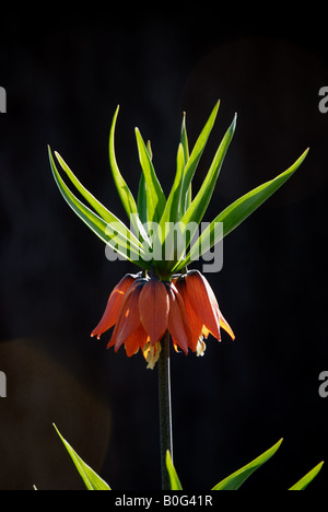 Fritillaria Imperialis. Dieses Frühjahr blühende mehrjährige hat ein scharf Stinktier wie Geruch. Auch bekannt als Krone Imperialis. Stockfoto