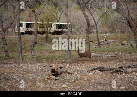 Maultierhirsch (Odocoileus Hemionus) und Zion Park Shuttle, Zion Nationalpark, Utah Stockfoto