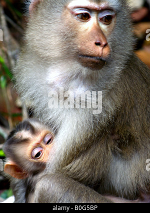 Affen Khao Yai Nationalpark Isan Thailand Stockfoto