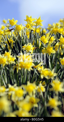 Daffodills bei St Mary s Kirche Stanford Bridge Worcestershire Frühjahr 2008 Stockfoto