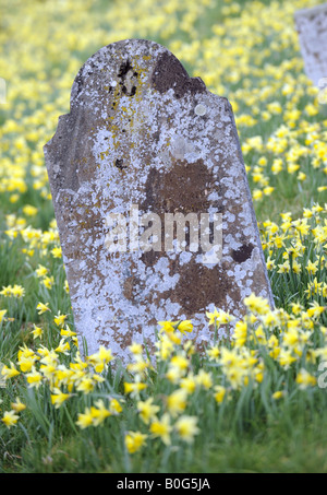 Grabstein in Narzissen am St. Mary s Kirche Stanford Bridge Frühjahr 2008 Stockfoto