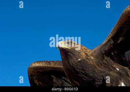 Steinadler Aquila Chrysaetos Xinjiang China Stockfoto