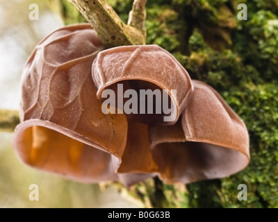 Ohrakupunktur Ohr Pilz Auricularia Judae-Gelee Stockfoto