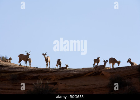 Gruppe von Wüste Dickhornschafe (Ovis Canadensis Nelsoni), Zion Nationalpark, Utah Stockfoto