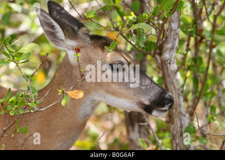 Wichtigsten Hirsch Profil in den Bäumen Stockfoto