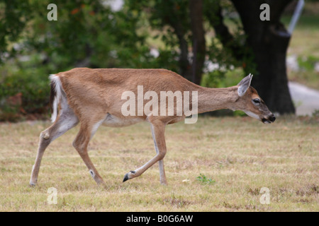 Wichtigsten Hirsche zu Fuß Stockfoto