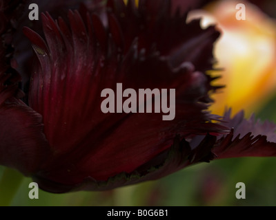 Black Parrot Tulip detail Stockfoto