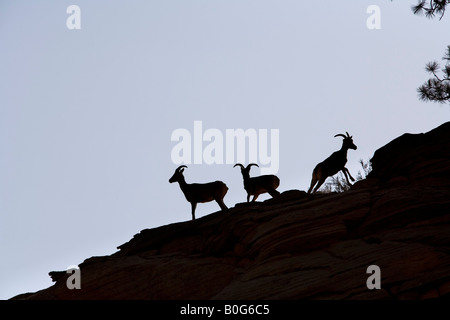 Drei Wüste Dickhornschafe (Ovis Canadensis Nelsoni), Zion Nationalpark, Utah Stockfoto