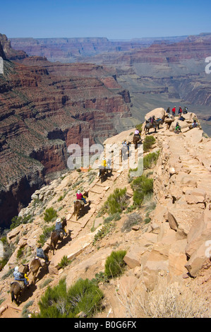 Menschen, die reiten Maultiere, S. Kaibab Trail von Phantom Ranch in Grand Canyon Nationalpark in Arizona Stockfoto