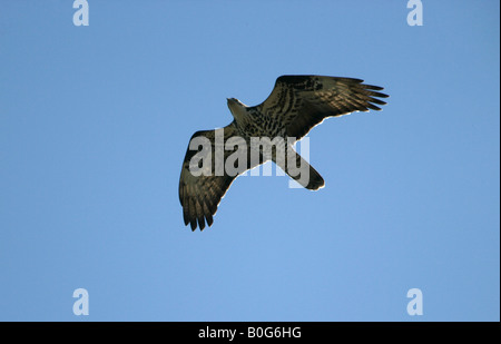 Wespenbussard Pernis Apivorus Flug Spanien Frühling Stockfoto