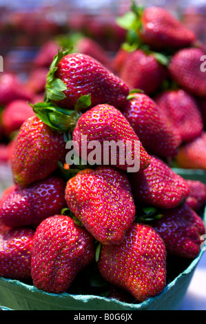 Frische Erdbeeren zum Verkauf auf der Granville Island Bauernmarkt, Vancouver, Britisch-Kolumbien Stockfoto