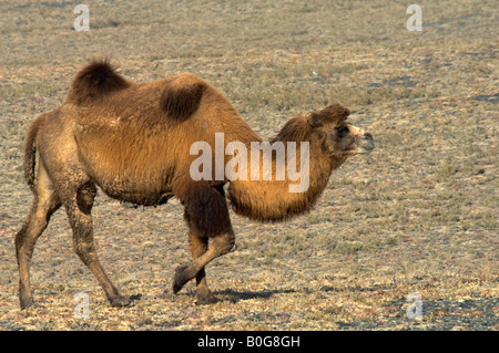 Baktrischen Kamel oder zwei Buckel Kamele Camelus Bactrianus Leben in Wüste Xinjiang China Stockfoto