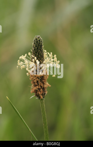 Nahaufnahme der Spitzwegerich (Plantago Lanceolata) auch bekannt als Common, schmales Blatt oder Englisch Wegerich. Stockfoto