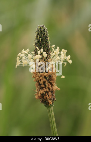 Nahaufnahme der Spitzwegerich (Plantago Lanceolata) auch bekannt als Common, schmales Blatt oder Englisch Wegerich. Stockfoto