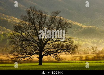 Morgenlicht auf einsamer Baum auf der offenen Weide mit Nebel gehüllt Bergen hinter in Cades Cove in den Great Smoky Mountains Stockfoto