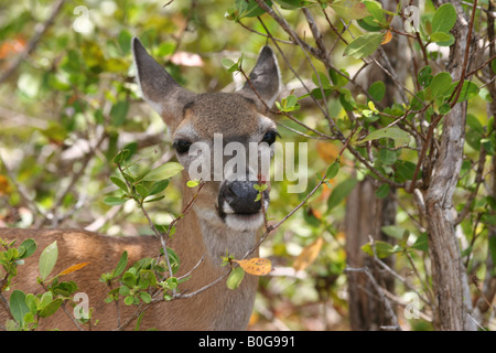 Wichtigsten Hirsch Closeup in Bäumen Stockfoto