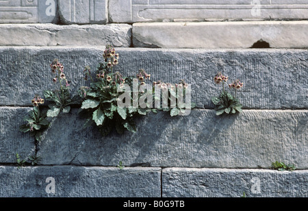 Braunwurz Rehmannia Glutinosa wächst an der Hofburg oder verbotene Stadt in Peking Stockfoto