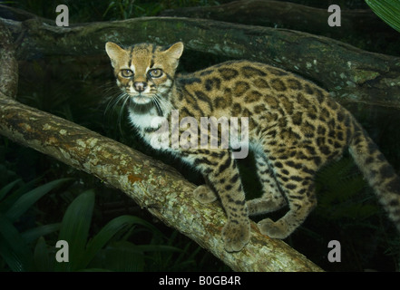 Tigerkatze (pardalis Tigrinus) auch bekannt als Tiger Katze oder kleine Spotted Katze, COSTA RICA, in Gefangenschaft Stockfoto