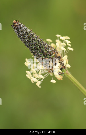 Nahaufnahme der Spitzwegerich (Plantago Lanceolata) auch bekannt als Common, schmales Blatt oder Englisch Wegerich. Stockfoto