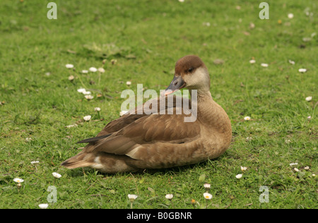 Weibliche rote Crested Tafelenten (Netta Rufina) bei Martin Mere Wildfowl & Feuchtgebiet Vertrauen in Lancashire Stockfoto