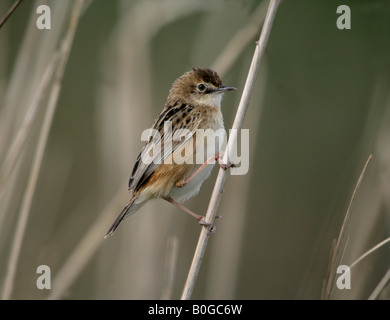 Ventilator tailed Warbler oder drolligen Cistensänger Euthlypis Lachrymosa Spanien Stockfoto