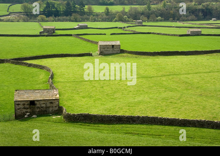 Die markante Trockensteinmauern und Scheunen von Swaledale erstellen Sie ein Muster in die Felder in der Nähe von Gunnerside, Swaledale, North Yorkshire Stockfoto