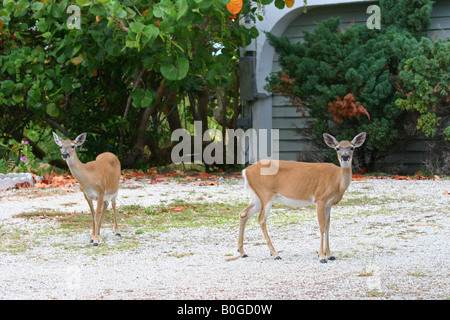 Zwei wichtige Hirsch Stockfoto