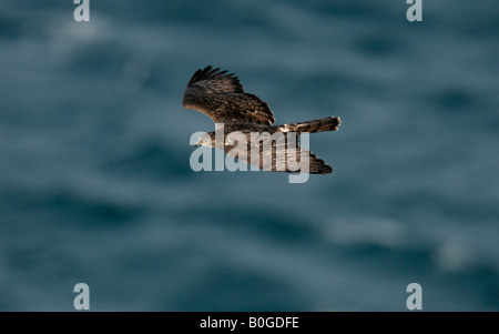 Honig-Bussard Pernis Apivorus Flug Frühling Spanien Stockfoto