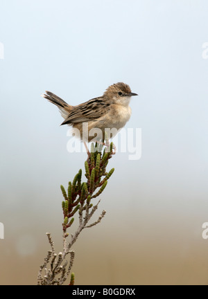 Ventilator tailed Warbler oder drolligen Cistensänger Euthlypis Lachrymosa Spanien Stockfoto