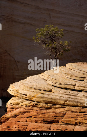 Gelb-Kiefer (Pinus Ponderosa) wächst aus Felsen Zion Nationalpark, Utah Stockfoto