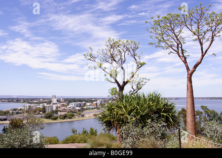 Boabs (Affenbrotbäume Gregorii) Baum im Kings Park in Perth, Western Australia. Stockfoto