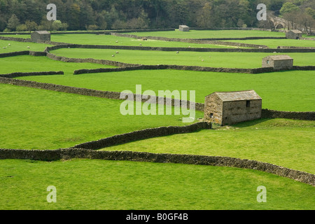 Die markante Trockensteinmauern und Scheunen von Swaledale erstellen Sie ein Muster in die Felder in der Nähe von Gunnerside, Yorkshire Dales Stockfoto