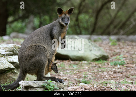 Schwarz (Sumpf oder schwarz-angebundene) Wallaby, Wallabia bicolor, einzelne Erwachsene mit Joey im Beutel Stockfoto