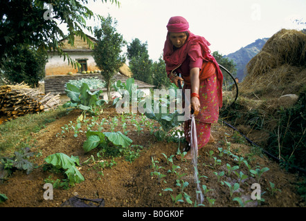 Eine Frau, die Bewässerung ihres Gartens in einem Bergdorf, Chilaunebas, Nepal. Stockfoto