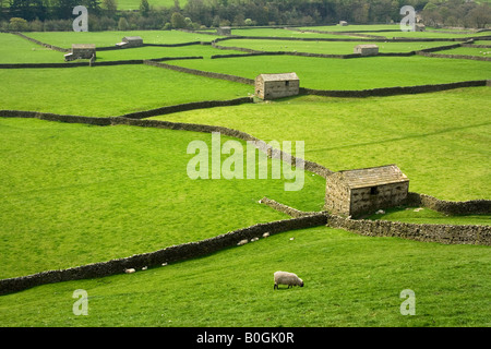 Die markante Trockensteinmauern und Scheunen von Swaledale erstellen Sie ein Muster in die Felder in der Nähe von Gunnerside, Yorkshire Dales Stockfoto