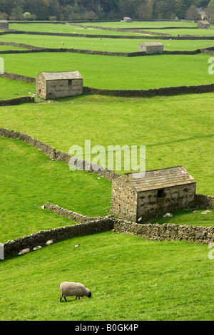 Die markante Trockensteinmauern und Scheunen von Swaledale erstellen Sie ein Muster in die Felder in der Nähe von Gunnerside, Yorkshire Dales Stockfoto