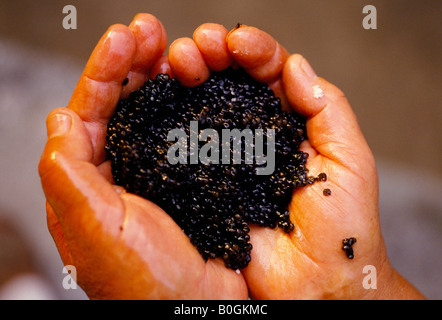 Eine Nahaufnahme der Hände des Mannes halten hausgemachte Kaviar, St. Gheorghe, Rumänien. Stockfoto