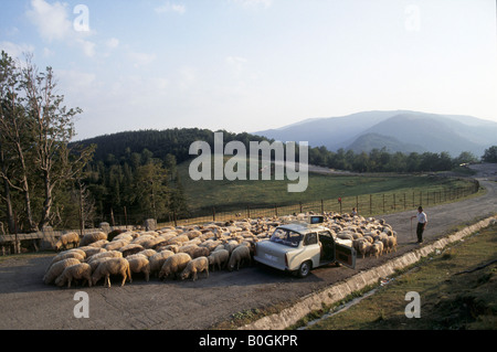 Ein Hirte seine Schafe hinter einem Auto, Siebenbürgen, Rumänien hüten. Stockfoto