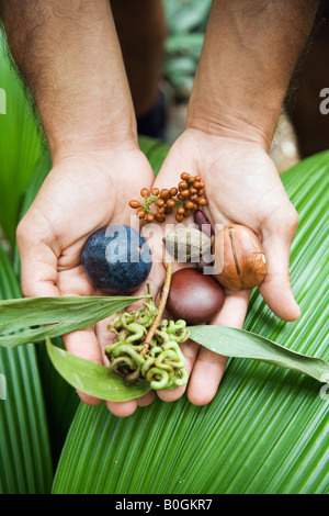 Aborigines Regenwald Essen - Daintree, Queensland, Australien Stockfoto