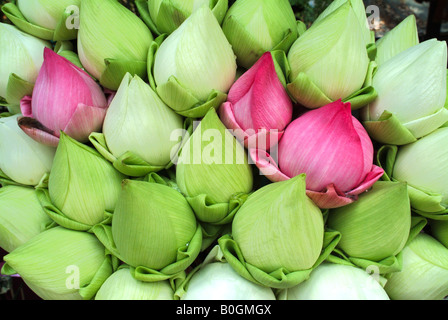 Trauben von bunten Lotusblüten und Knospen für den Verkauf in einem buddhistischen Tempel, Thailand. Stockfoto