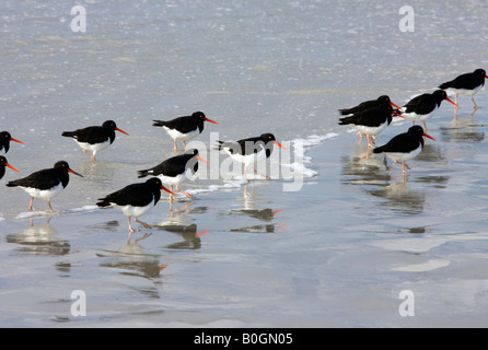 Magellanic Austernfischer - Haematopus Leucopodus - am Four Mile Beach in Elephant Bay auf Pebble Island auf den Falkland-Inseln Stockfoto