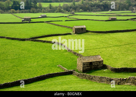 Die markante Trockensteinmauern und Scheunen von Swaledale erstellen Sie ein Muster in die Felder in der Nähe von Gunnerside, Yorkshire Dales Stockfoto