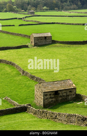 Die markante Trockensteinmauern und Scheunen von Swaledale erstellen Sie ein Muster in die Felder in der Nähe von Gunnerside, Yorkshire Dales Stockfoto